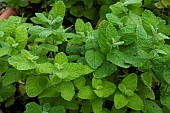 Apple mint (Mentha x rotundifolia) leaves, Jean-Marie Pelt Botanical Garden, Nancy, Lorraine, France