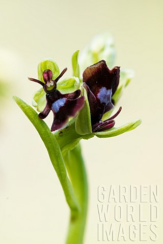 Fly_orchid_Ophrys_insectifera_resupine_flower_Lorraine_France