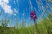 Hybrid purple orchid (Orchis purpurea x militaris) flowers, Limestone hillside, Lorraine, France