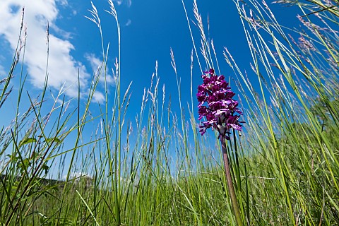 Hybrid_purple_orchid_Orchis_purpurea_x_militaris_flowers_Limestone_hillside_Lorraine_France