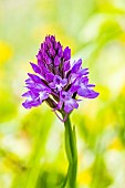 Pyramidal orchid (Anacamptis pyramidalis) flowers, Lorraine, France