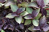 Wild Perilla (Perilla frutescens) leaves, Jardin des plantes, Paris, France