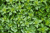 Basil fine green, dwarf basil (Ocimum basilicum), leaves, Jean-Marie Pelt Botanical Garden, Nancy, Lorraine, France