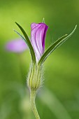 Common Corncockle (Agrostemma githago) flower, Jean-Marie Pelt Botanical Garden, Nancy, Lorraine, France