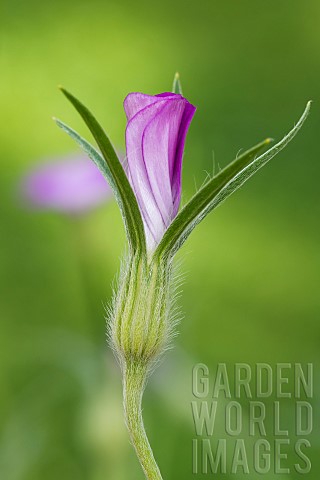 Common_Corncockle_Agrostemma_githago_flower_JeanMarie_Pelt_Botanical_Garden_Nancy_Lorraine_France