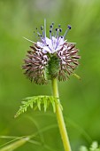 Lacy Phacelia (Phacelia tanacetifolia) flowwers, Lorraine, France