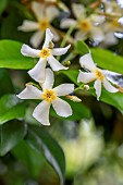 Yellow star jasmine (Trachelospermum asiaticum) flowers