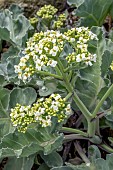 Sea kale (Crambe maritima) flowering