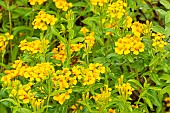 Mexican Tarragon, Tagetes lucida, flowers