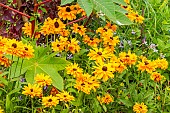 Gloriosa Daisy Goldilocks, Rudbeckia hirta Goldilocks, flowers