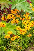 Gloriosa Daisy Goldilocks, Rudbeckia hirta Goldilocks, flowers