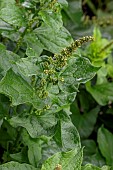 Good King Henry (Chenopodium bonus-henricus), Alpes-de-Haute-Provence, France