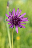 Salsify (Tragopogon eriospermus), Loire-Atlantique, France