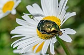 Rose chafer (Cetonia aurata) on Ox-eye daisy (Leucanthemum vulgare), Loire-Atlantique, France