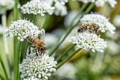Honey Bees (Apis mellifera) foraging on Hemlock water dropwort (Oenanthe crocata) flowers, Loire-Atlantique, France