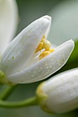 Orange (Citrus sinensis) flower bud