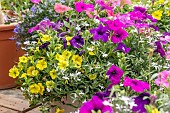 Pot planted with Petunia, Calibrachoa et Lobelia