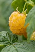 Raspberry (Rubus idaeus) Golden Everest