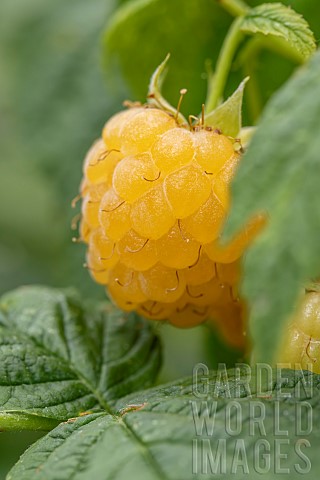 Raspberry_Rubus_idaeus_Golden_Everest