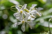 Star jasmine (Trachelospermum jasminoides) flowers