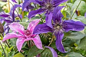 Duo of Clematis (Clematis sp.) Saphyra Indigo and Saphyra Duo Rose.