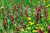 Long-lipped serapias (Serapias vomeracea) In full bloom in the tall grass of a meadow. Gironde - Nouvelle-Aquitaine - France.