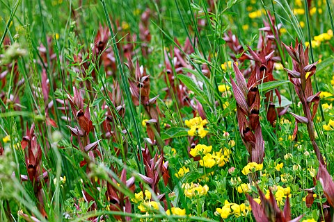 Longlipped_serapias_Serapias_vomeracea_In_full_bloom_in_the_tall_grass_of_a_meadow_Gironde__Nouvelle