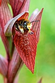 Leaf-cutting bees (Megachile sp) before leaving its dormitory shelter (Serapias vomeracea) with pollinia on its nose. Gironde - Nouvelle-Aquitaine - France.