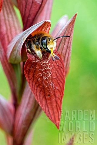 Leafcutting_bees_Megachile_sp_before_leaving_its_dormitory_shelter_Serapias_vomeracea_with_pollinia_