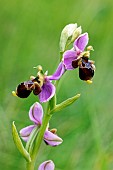 Woodcock bee-orchid ( Ophrys scolopax ) in the meadow clay-limestone soil. Gironde - Nouvelle-Aquitaine - France.