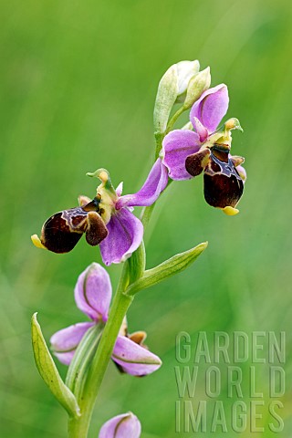 Woodcock_beeorchid__Ophrys_scolopax__in_the_meadow_claylimestone_soil_Gironde__NouvelleAquitaine__Fr