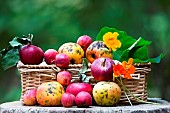 Fruit basket, Rustic apples, Alsace orchards, Haut-Rhin, France