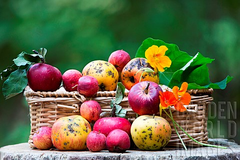 Fruit_basket_Rustic_apples_Alsace_orchards_HautRhin_France