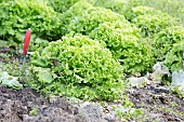 Vegetable gardens, summer vegetables, salad plants, Jardins dAlsace, Haut-Rhin, France
