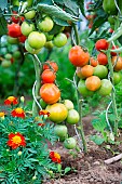 Vegetable gardens, summer vegetables, tomatoes,Jardins dAlsace, Haut-Rhin, France