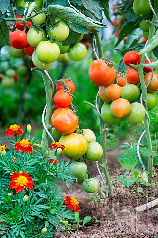 Vegetable_gardens_summer_vegetables_tomatoesJardins_dAlsace_HautRhin_France
