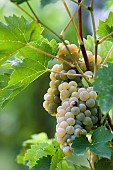 Bunch of grapes, Alsace vineyard Ecomusée de Haute Alsace, Haut-Rhin, Alsace, France