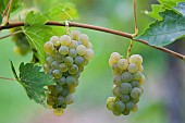 Bunch of grapes, Alsace vineyard Ecomusée de Haute Alsace, Haut-Rhin, Alsace, France