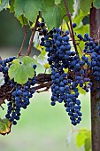 Bunch of grapes, Alsace vineyard Ecomusée de Haute Alsace, Haut-Rhin, Alsace, France