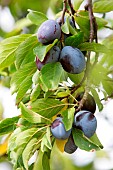 Ripe plums on the tree, Alsace, France