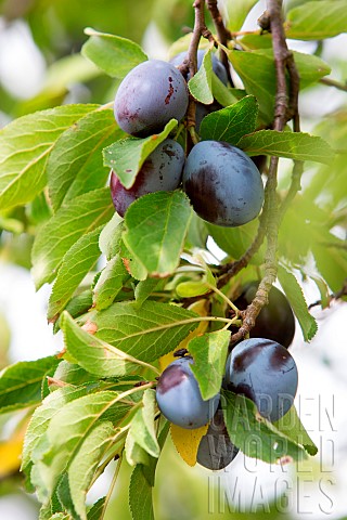 Ripe_plums_on_the_tree_Alsace_France