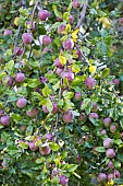 Apple trees in fruit in an orchard in autumn, autumn fruit, Haut-Rhin, Alsace, France