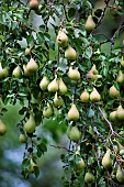 Pear trees in fruit in an orchard in autumn, autumn fruit, Haut-Rhin, Alsace, France