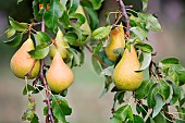 Pear trees in fruit in an orchard in autumn, autumn fruit, Haut-Rhin, Alsace, France