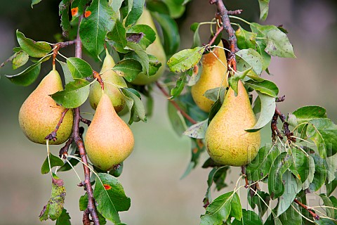 Pear_trees_in_fruit_in_an_orchard_in_autumn_autumn_fruit_HautRhin_Alsace_France