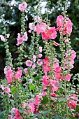 Hollyhocks (Alcea rosea) in bloom, Gardens, Haut-Rhin, Alsace, France