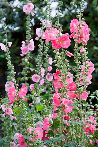 Hollyhocks_Alcea_rosea_in_bloom_Gardens_HautRhin_Alsace_France