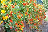 Nasturtiums in bloom on a low wall, Gardens, Haut-Rhin, Alsace, France