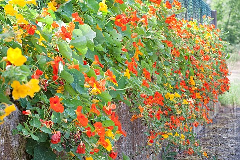 Nasturtiums_in_bloom_on_a_low_wall_Gardens_HautRhin_Alsace_France