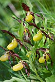 Ladies slipper Orchid (Cypripedium calceolus)